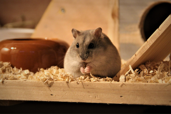 Rodent and Pest Control